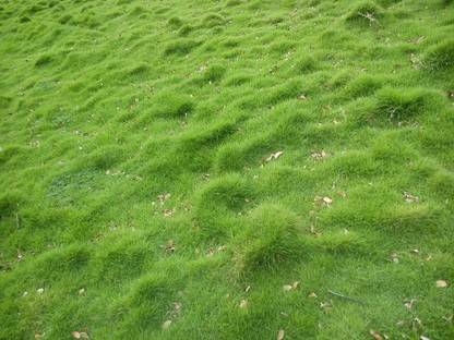 NATURAL LIVE Carpet grass seed 1000 Seed
