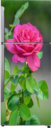 Khatwal Enterprises Self Adhesive 60 cm Fridge Sticker