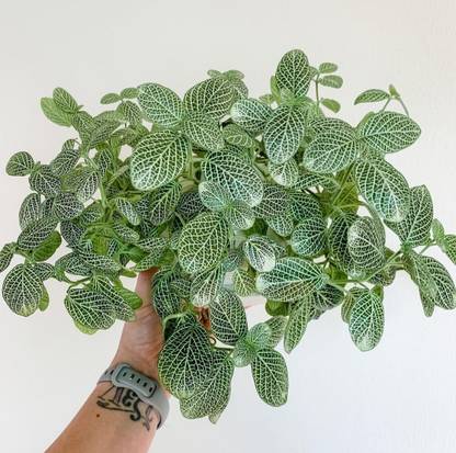 Click to purchase Fittonia plant