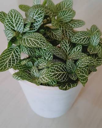 Click to purchase Fittonia albivenis/Nerve Plant