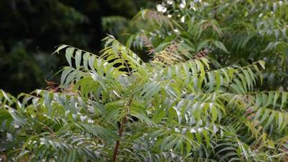 My Dream Nursery Neem Plant