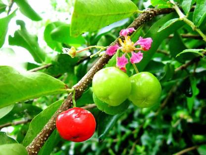 EZtect Cherry Fruit Plant