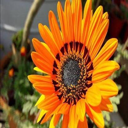 Nature Gallery Vanadium orange Color Seed