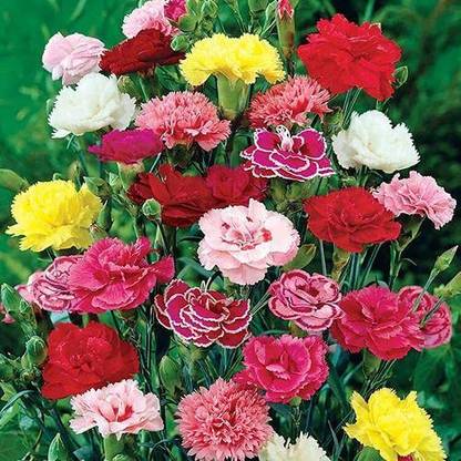 Nature Gallery Carnation Mixed Colour Seed