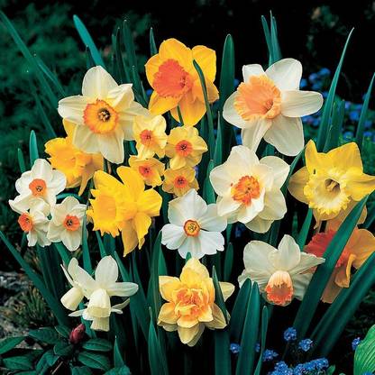 FERNSFLY® IMP. Daffodil Aromatic Flower Bulbs Winter Flower Home Pot Land Gardening Bulbs planting (Pack of 1 Blend Daffodil) Seed