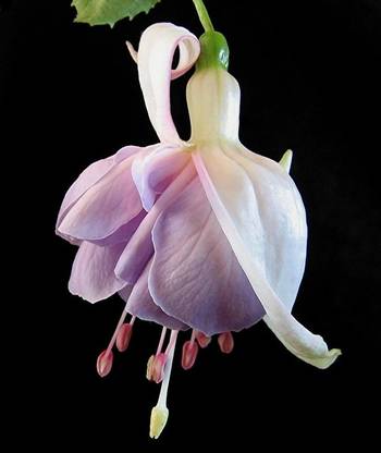 FRESHO pixdaus beautiful flower hybrid seeds 1-packet Seed
