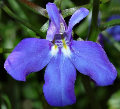seedagro lobelia beautiful flower hybrid seeds 1-packet Seed