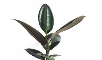 Heaven Of Saplings Rubber Tree