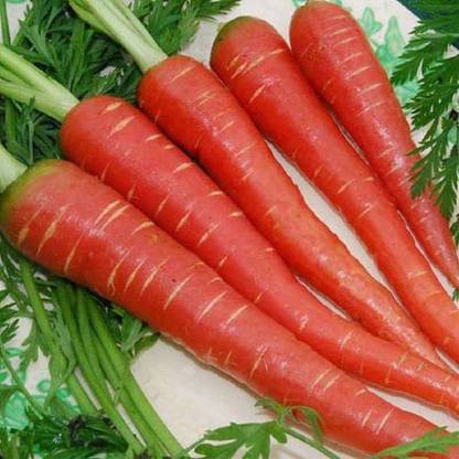 BHUMITC RED CORROT Seed