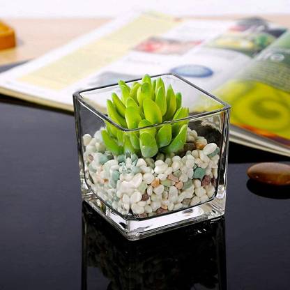 SEETASTIC shiny crystal glass vase for planting plants, flower , home decor, fairy lights and it can be used as multipurpose Glass Vase