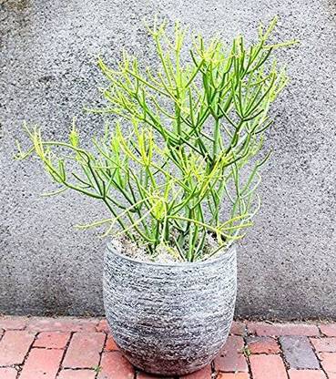 EVY Pencil Cactus Plant