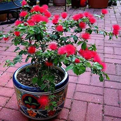 APRIX Calliandra Plant