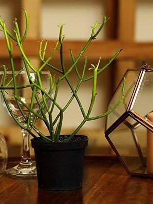 EVY Pencil Cactus Plant