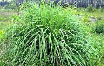 K.K.एंटरप्राइज़ लेमन ग्रास का पोधा पौधा