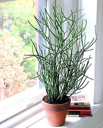 EVY Pencil Cactus Plant