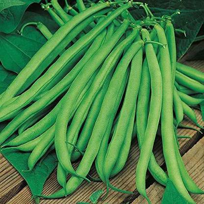 Aywal Green 'Domino' French Beans Seed