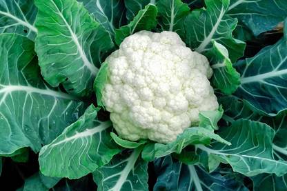 TRICONE Hybrid Suhasini Cauliflower Phool Gobhi Gardening 10 GRAM Seeds SSV3 Seed