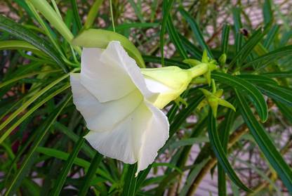 Greenwill Cascabela thevetia White Oleander Flower Seeds Seed
