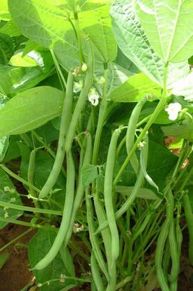 Aywal Hybrid French Beans Selection - High Yielding Seed