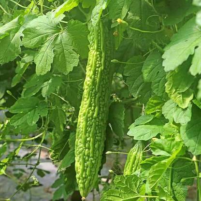 CYBEXIS HUA-99 - Bitter Gourd Hybrid F1 Luca | Karela Ke Beej - (300 Seeds) Seed