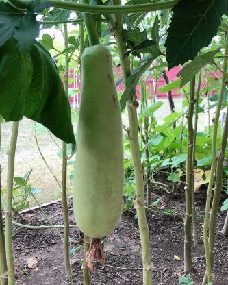 Chalisa Lagenaria siceraria, Calabash, Bottle Gourd, White Flowered Gourd, Long Melon, Kaippan chura, birdhouse gourd, New Guinea bean, Tasmania bean, Lauki, Kaddu Seed