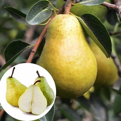 FSK Pear Plant