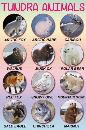 Kids Learning Poster|Tundra Animals Poster|Poster For Childrens|Kids Learning Poster for Decoration|Wall Decor|Perfect Poster For kids, Kids Room, Nursery|High Resolution 300 GSM Poster Paper Print
