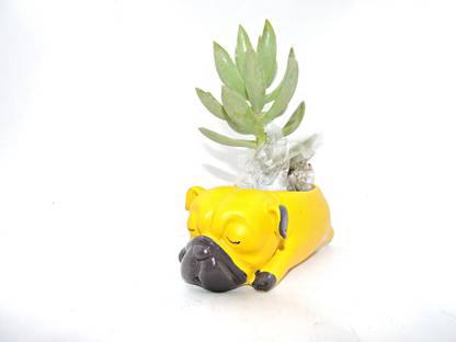 laxmi cosmatic Dog Planter for indore use and Decore Plant Container Set