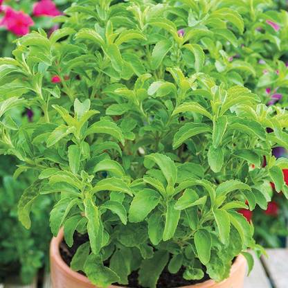 Bahan Tulsi Plant