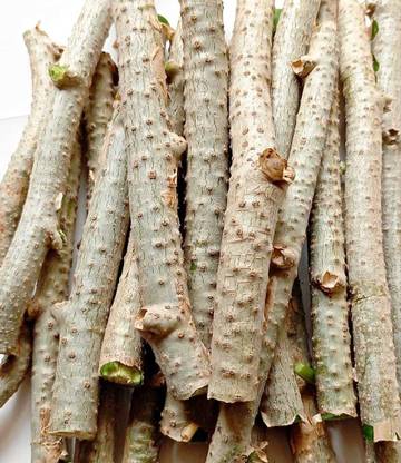 CPK Fresh Neem Tree Giloy/ Guduchi/ Guruch Stems Seed