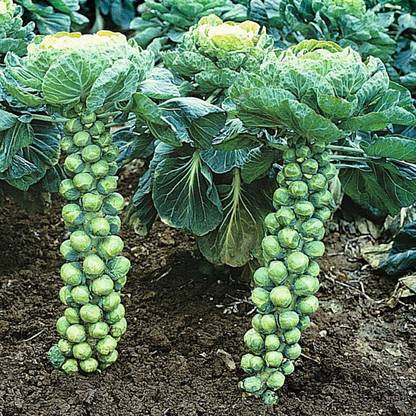 Mozette Brussel sprouts Seed