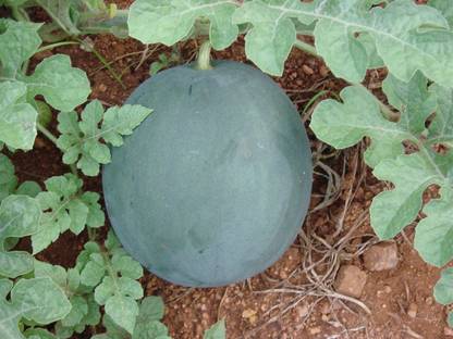 PRADHAM SEEDS Watermelon Magic Seed