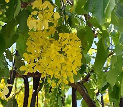 syed garden Golden shower Seed