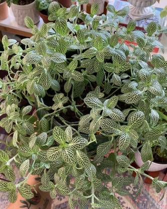Click to purchase Fittonia albivenis/Nerve Plant