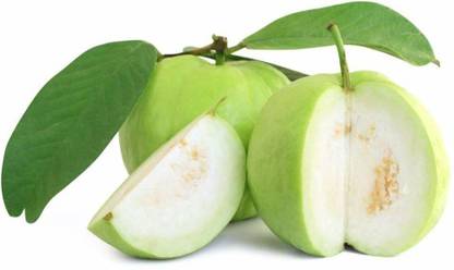 Green tree nursery VNR Guava Plant