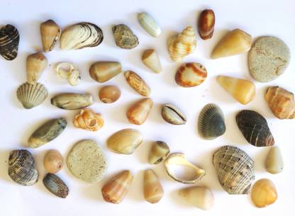 DeeZ Multicolor seashell