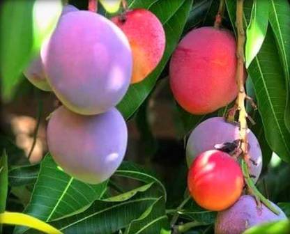 Cloud Farm Kaner Plant