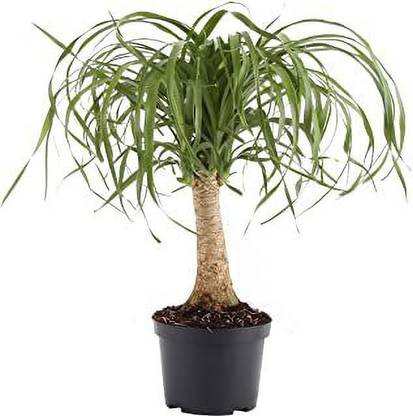 PALAK Ponytail Palm Plant