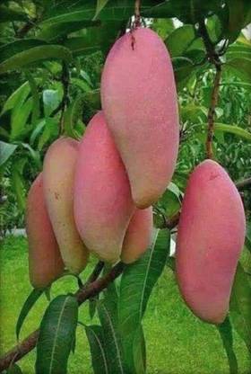 Greenery Nursery Mango Plant