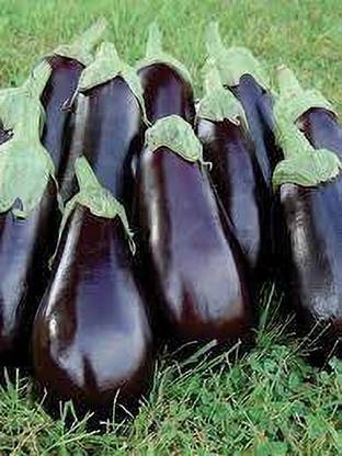 Advance BRINJAL, BENGAN Seed