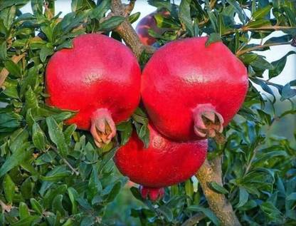 JR GLOBLE Pomegranate Plant