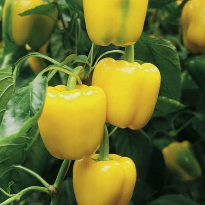 ALPINE HYBRID SEEDS CAPSICUM, PILI SHIMLA MIRCH Seed