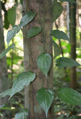 GreenHorizon ZZ Plant