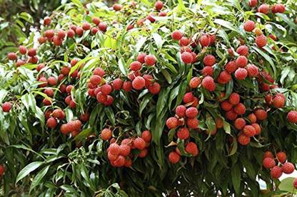 Aywal Litchi, Lychee, Litchi, Lichi, Lichee Fruit Seeds Seed