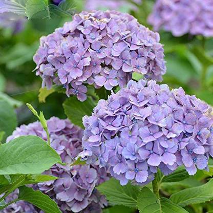 Nema Hydrangea Seed