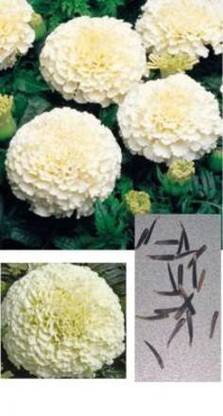 EKAKSHAR Flower Seeds Marigold F1 Hybrid White Vanilla Flower Seeds XX107 Seed