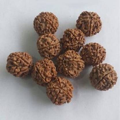 LYRS Ek Mukhi Rudraksha Tree (Elaeocarpus Ganitrus) Seed 17 SEED Seed