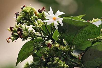 The Nursery Parijat/Harsingar Plant