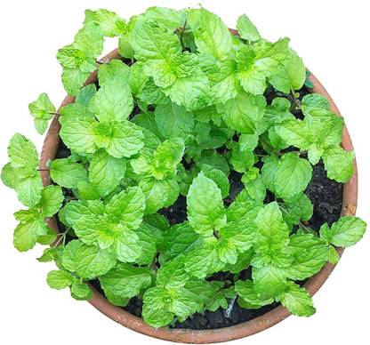 EZtect Mint Plant
