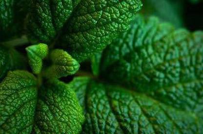 EVY Mint Plant